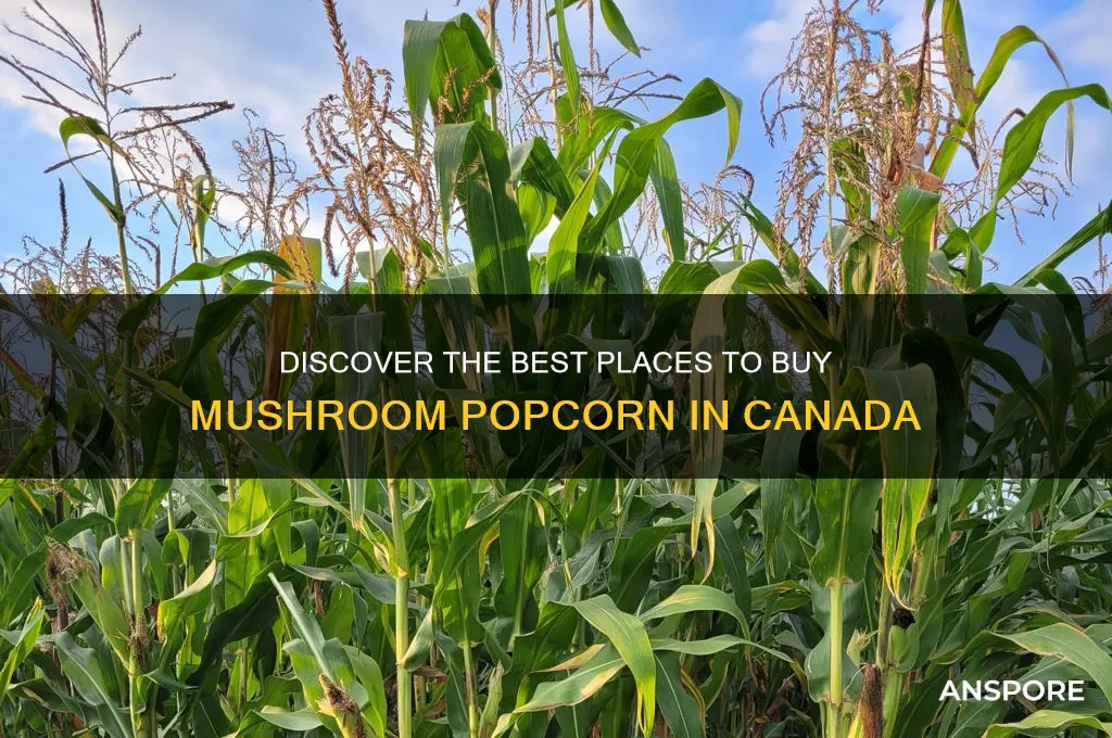 where to buy mushroom popcorn in canada