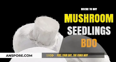 Best Places to Buy Mushroom Seedlings for BDO Farming Success