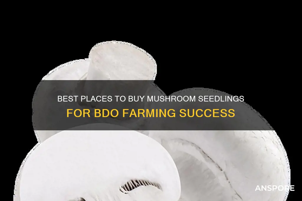 where to buy mushroom seedlings bdo
