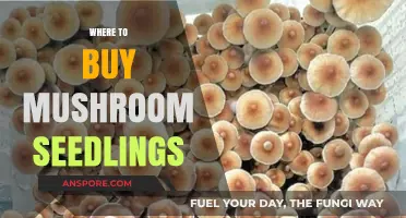 Best Places to Purchase High-Quality Mushroom Seedlings Online & Locally