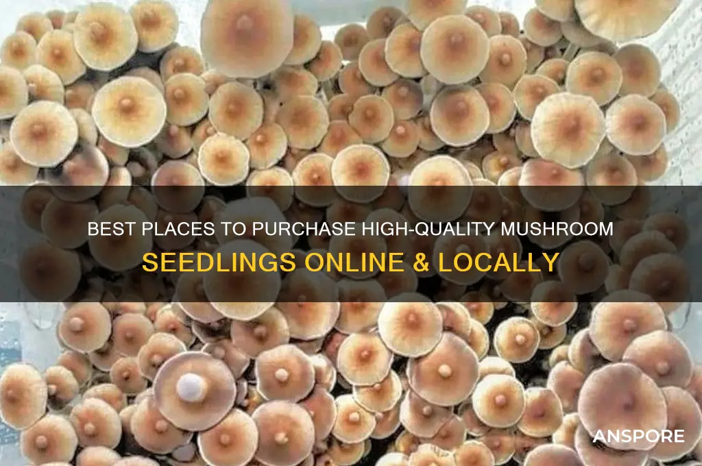where to buy mushroom seedlings