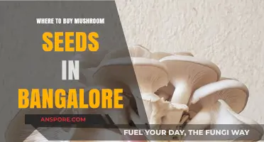 Best Places to Buy Mushroom Seeds in Bangalore: A Comprehensive Guide