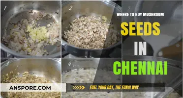 Best Places to Buy Mushroom Seeds in Chennai: A Comprehensive Guide