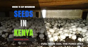 Best Places to Buy Mushroom Seeds in Kenya: A Comprehensive Guide