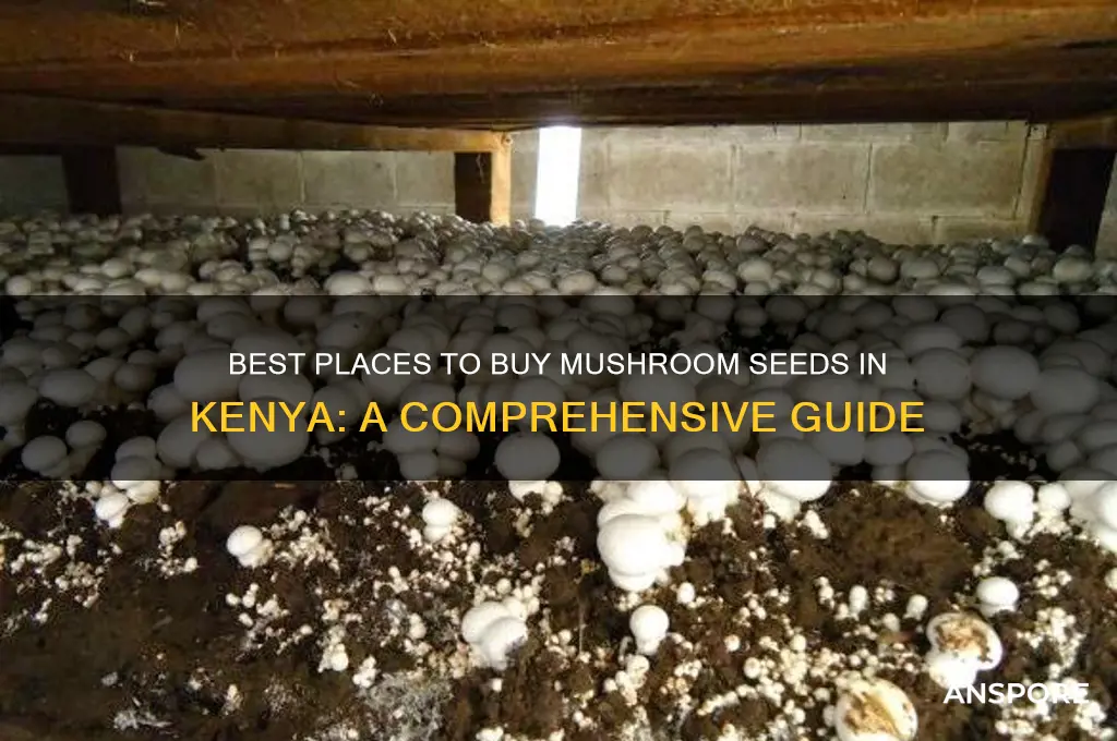 where to buy mushroom seeds in kenya