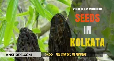 Best Places to Buy Mushroom Seeds in Kolkata: A Comprehensive Guide