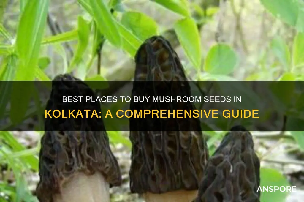 where to buy mushroom seeds in kolkata