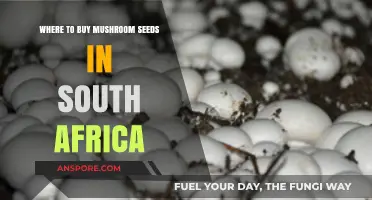Where to Buy Mushroom Seeds in South Africa: Top Sources
