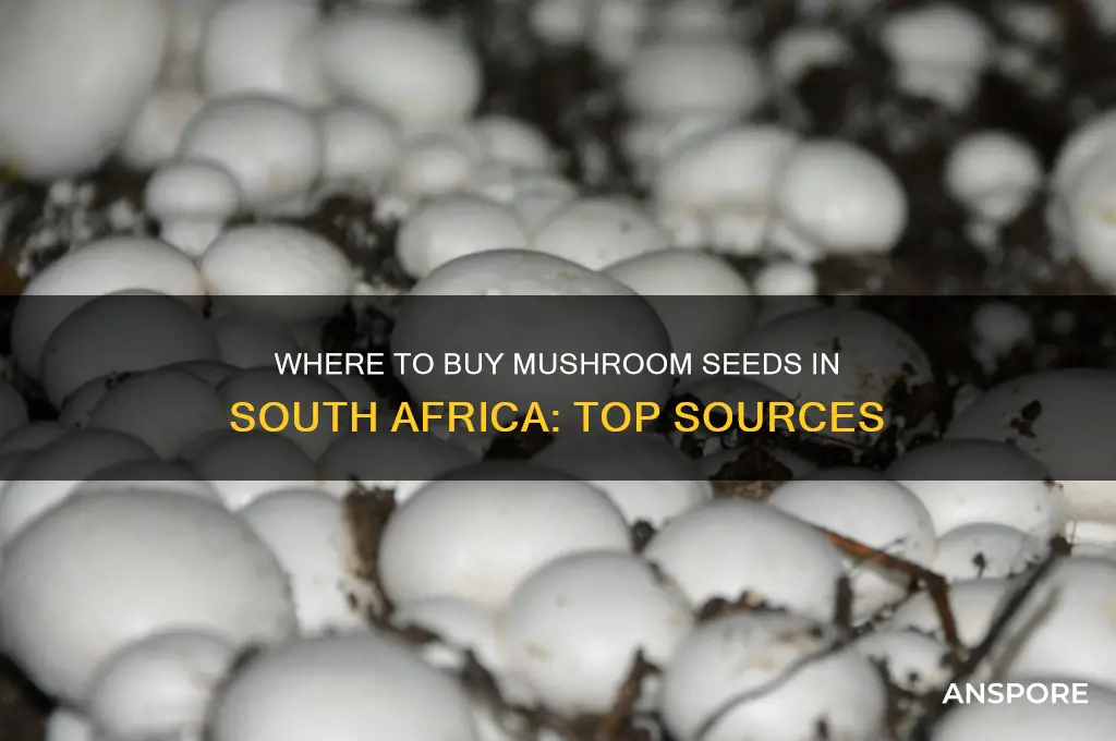 where to buy mushroom seeds in south africa