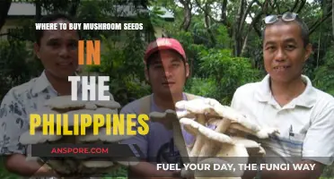 Best Places to Buy Mushroom Seeds in the Philippines