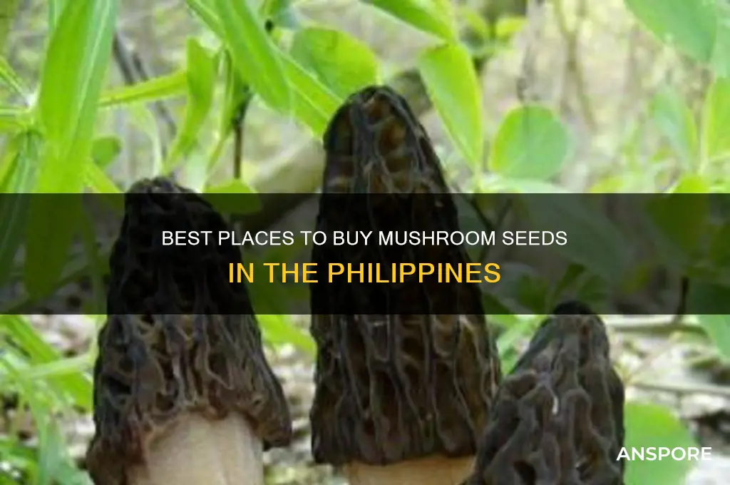 where to buy mushroom seeds in the philippines