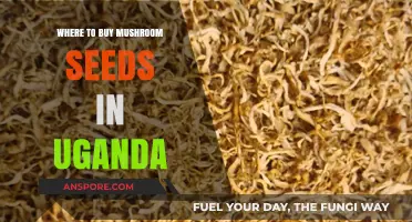 Best Places to Buy Mushroom Seeds in Uganda: A Comprehensive Guide