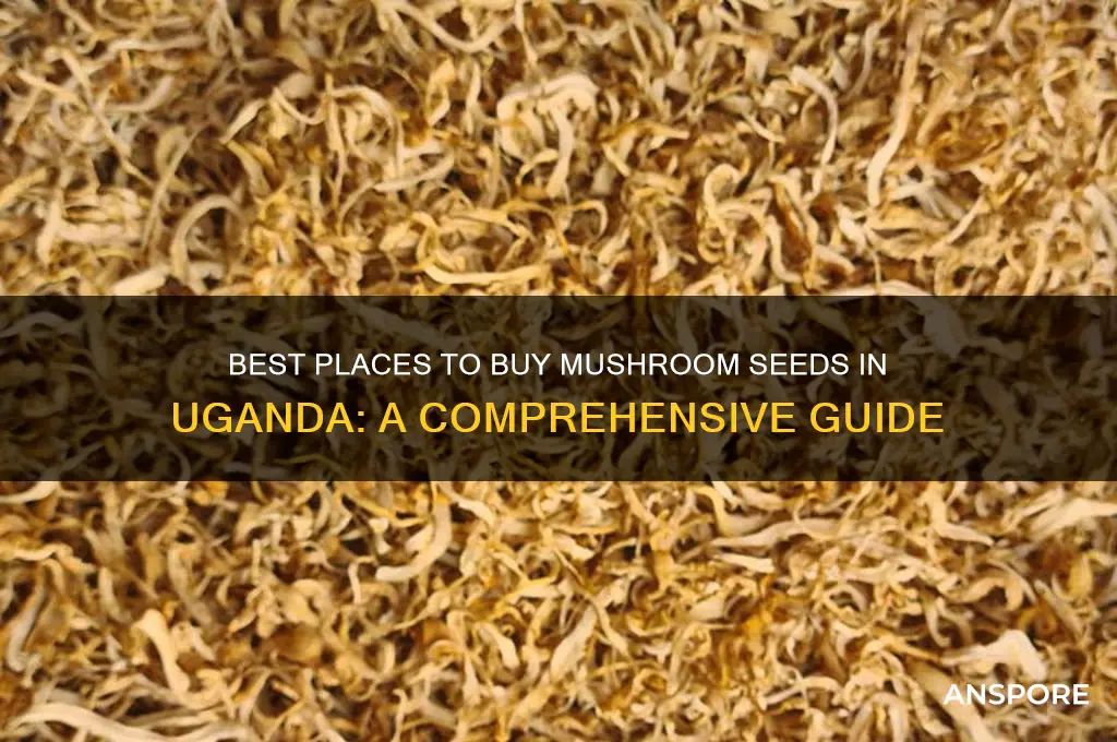 where to buy mushroom seeds in uganda