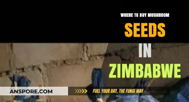Where to Buy Mushroom Seeds in Zimbabwe: Top Suppliers Guide