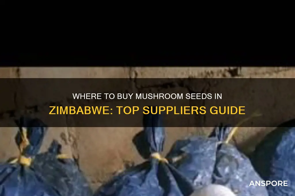 where to buy mushroom seeds in zimbabwe