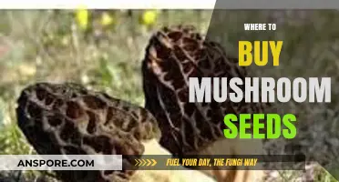 Best Places to Purchase Quality Mushroom Spores and Seeds