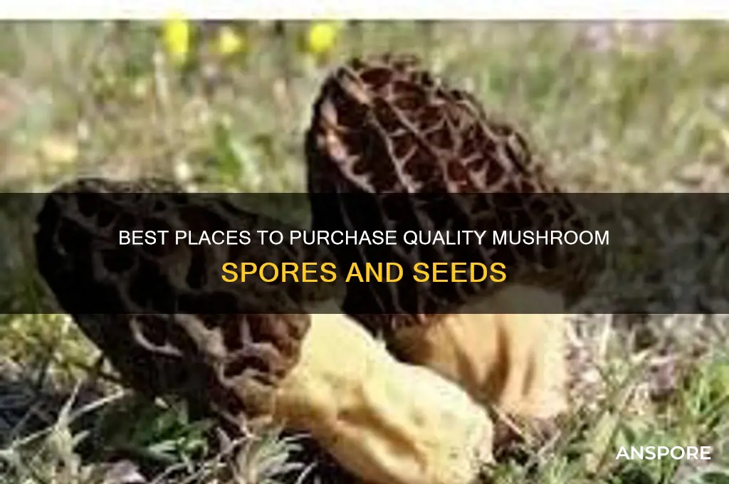 where to buy mushroom seeds