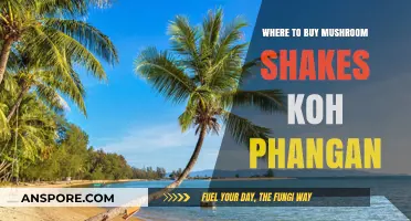 Discover Top Spots for Mushroom Shakes on Koh Phangan Island