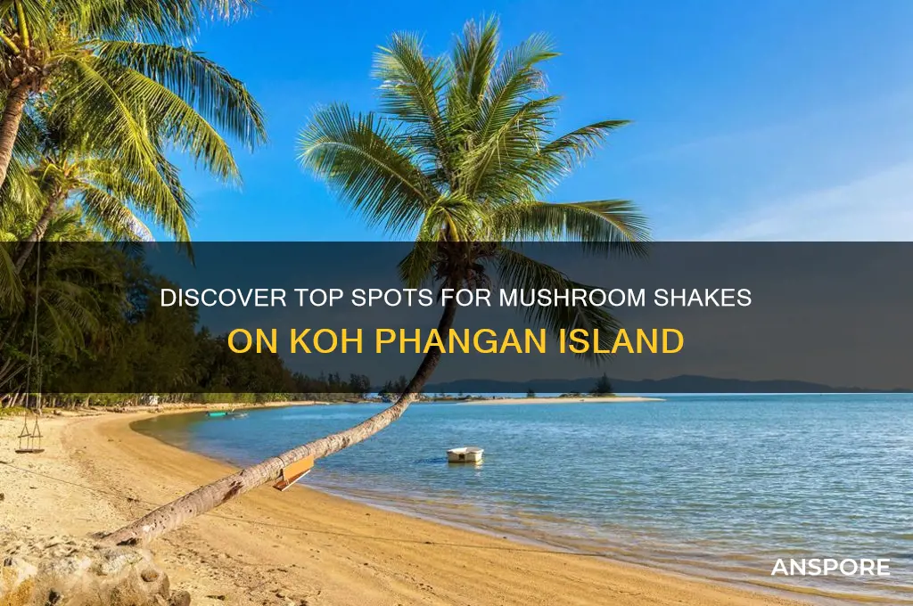where to buy mushroom shakes koh phangan