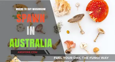 Top Australian Suppliers for Quality Mushroom Spawn: A Comprehensive Guide