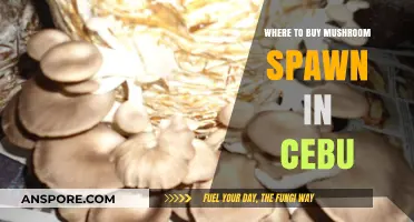 Best Places to Buy Mushroom Spawn in Cebu: A Local Guide