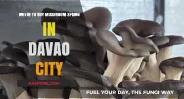 Davao City's Top Spots to Purchase Quality Mushroom Spawn