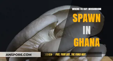Where to Buy Mushroom Spawn in Ghana: Top Suppliers Guide