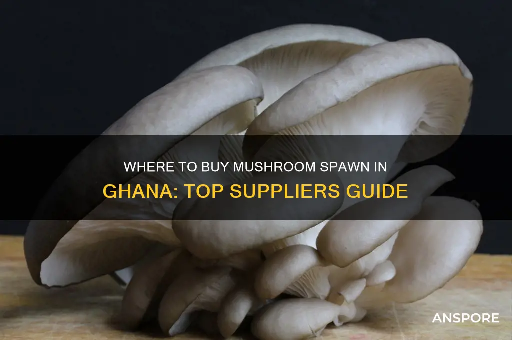 where to buy mushroom spawn in ghana