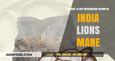 Best Places to Buy Lion's Mane Mushroom Spawn in India