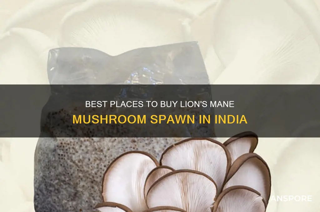 where to buy mushroom spawn in india lions mane