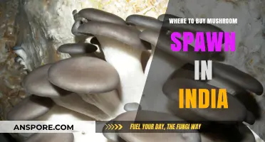 Best Places to Buy Mushroom Spawn in India: A Comprehensive Guide