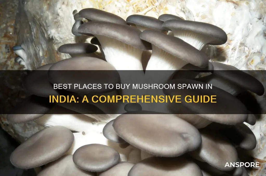 where to buy mushroom spawn in india