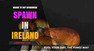 Top Irish Suppliers for Quality Mushroom Spawn: Your Ultimate Guide
