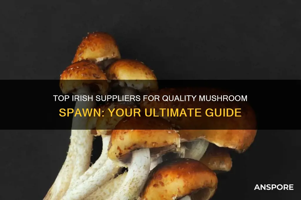 where to buy mushroom spawn in ireland