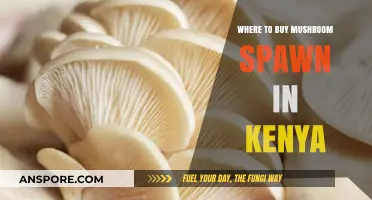 Best Places to Buy Mushroom Spawn in Kenya: A Comprehensive Guide