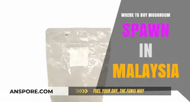 Best Places to Buy Mushroom Spawn in Malaysia: A Guide