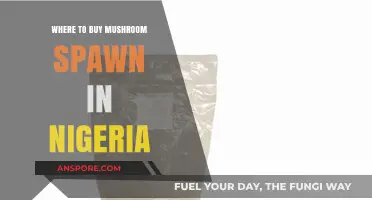Best Places to Buy Mushroom Spawn in Nigeria: A Comprehensive Guide