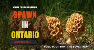 Best Places to Buy Mushroom Spawn in Ontario: A Guide