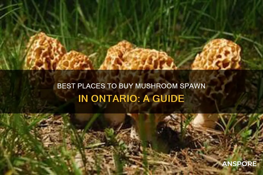where to buy mushroom spawn in ontario