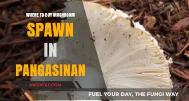 Discover Top Mushroom Spawn Suppliers in Pangasinan: Your Ultimate Guide
