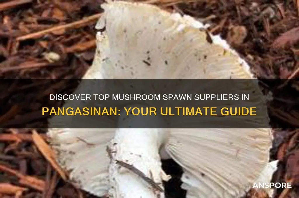 where to buy mushroom spawn in pangasinan