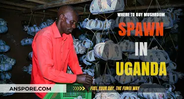 Best Places to Buy Mushroom Spawn in Uganda: A Comprehensive Guide