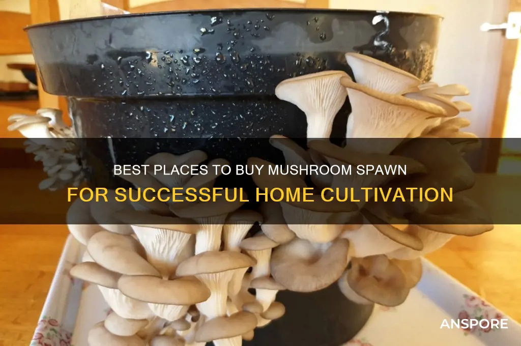 where to buy mushroom spawn