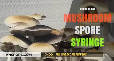 Best Places to Buy Mushroom Spore Syringes Online and Locally