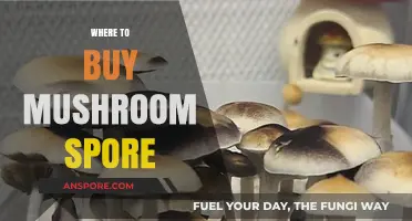 Best Places to Purchase High-Quality Mushroom Spores Online