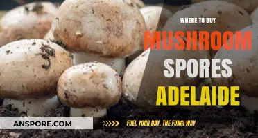 Adelaide's Top Spots to Buy Quality Mushroom Spores Safely
