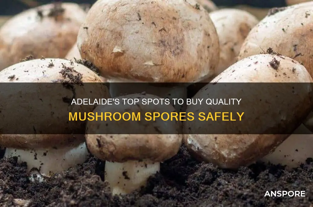 where to buy mushroom spores adelaide