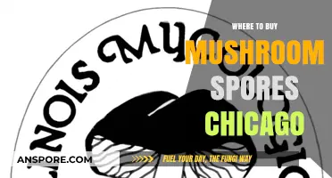 Chicago's Top Sources for Buying Quality Mushroom Spores Legally
