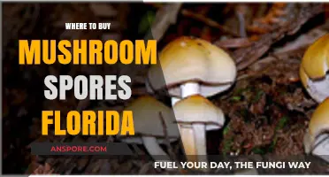 Florida's Top Sources for Buying Quality Mushroom Spores Legally