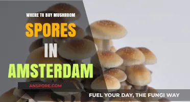 Discover Top Shops to Buy Mushroom Spores in Amsterdam